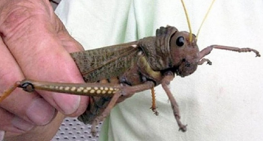 La plaga de tucura sapo afecta a la actividad agropecuaria
