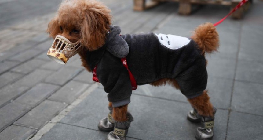 Perro dio positivo por coronavirus: lo contagió su dueña