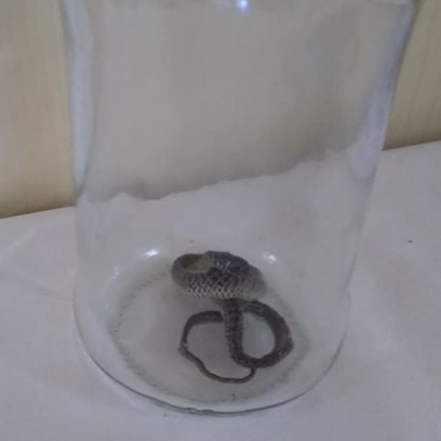 Encontraron una cría de yarará en la escuela de paraje El Matarazo