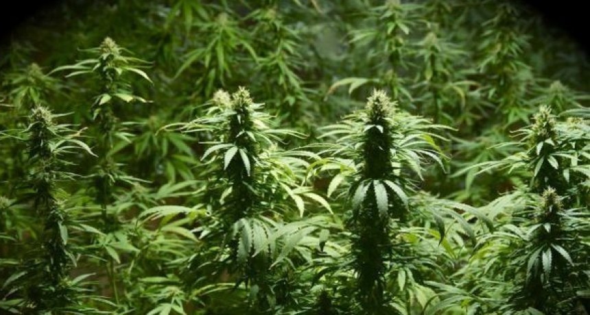 RAMALLO: ALLANARON POR ROBO Y SE ENCONTRARON UNA PLANTACIÓN DE MARIHUANA