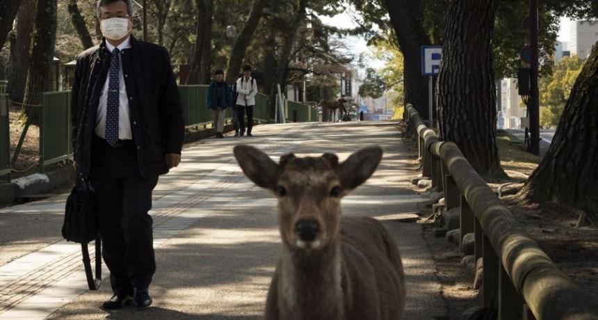En medio de la pandemia por el coronavirus, los animales 