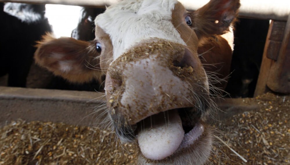 ROJAS: UN VECINO CONTRAJO LA ENFERMEDAD DE LAS VACAS LOCAS 