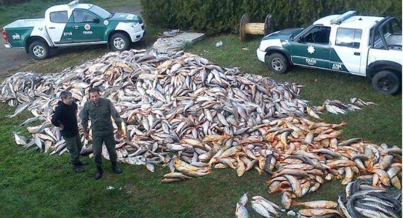 Matanzas de peces en el río: un desastre que va más allá de la bajante