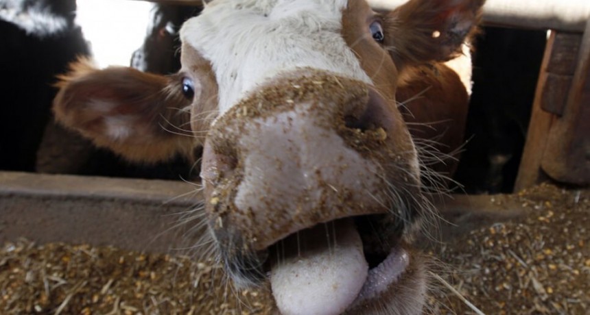 ROJAS: UN VECINO CONTRAJO LA ENFERMEDAD DE LAS VACAS LOCAS 